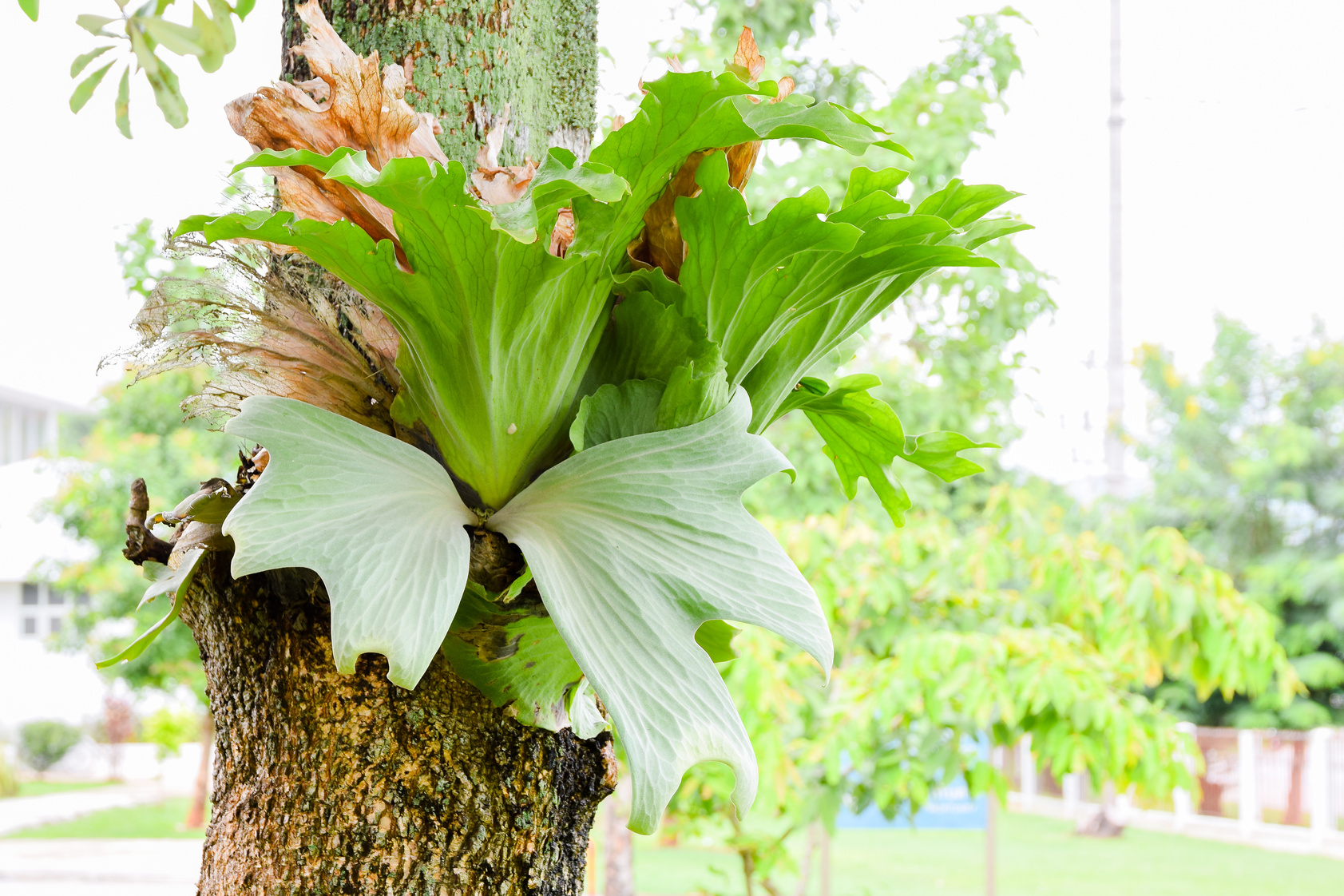 Crown Staghorn, Indian Staghorn Fern on tree